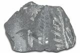 Fossil Seed Fern (Alethopteris & Pecopteris) Plate - Pennsylvania #360496-1